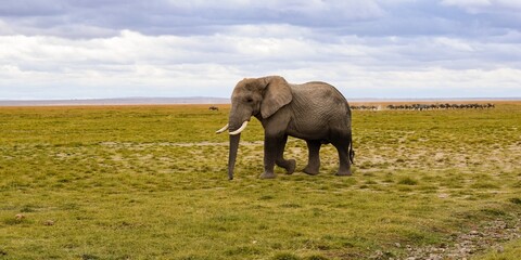 view of elephant in amboseli national park