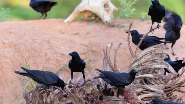The crows gnaw at the carcasses. 
