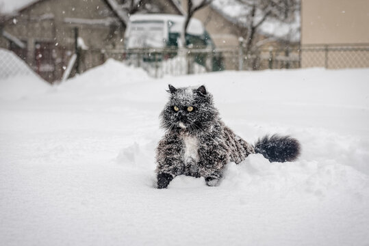 black cat in deep snow