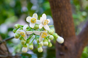 Pomelo flowers are white and fragrant with buds in organic garden.