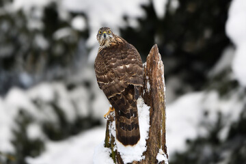 Northern goshawk on tree in winter