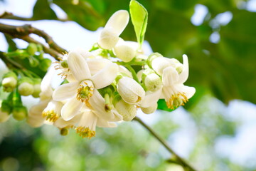 Pomelo flowers are white and fragrant with buds in organic garden.
