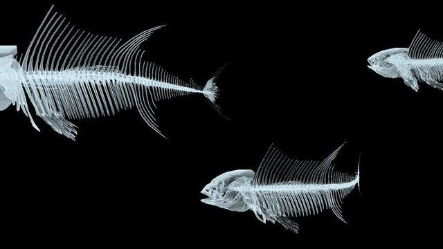 three fish x-ray skeletons swimming on black background, 3d animation
