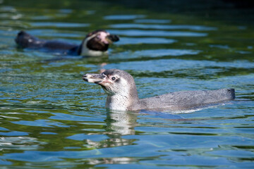Humboldt Penguin