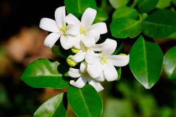 Obraz na płótnie Canvas Beautiful white orange jasmine(Murraya paniculata) flowers blooming and fragrant in garden.