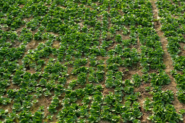 Fototapeta na wymiar Feldsalat Anbau im Freiland, erntereife Blattrosetten stehen auf dem Feld.