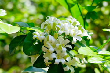 Beautiful white orange jasmine(Murraya paniculata) flowers blooming and fragrant in garden.