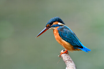 Blue bird with black and red beaks ready to jump in to water for fishing in early morning, common kingfisher