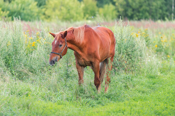 Horse on the meadow of rural landscape.