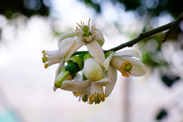 Pomelo flowers are white and fragrant with buds in organic garden.