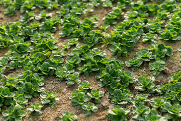 Feldsalat Anbau im Freiland, erntereife Blattrosetten stehen auf dem Feld.