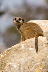 Fototapeta premium Slender -Tailed Meerkat