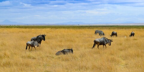 Fototapeta na wymiar group of wildebeests in amboseli national park