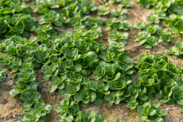 Feldsalat Anbau im Freiland, erntereife Blattrosetten stehen auf dem Feld.