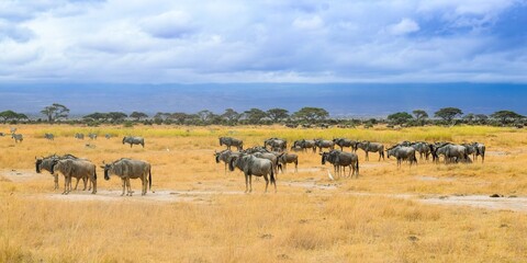 Naklejka na ściany i meble group of wildebeests in amboseli national park