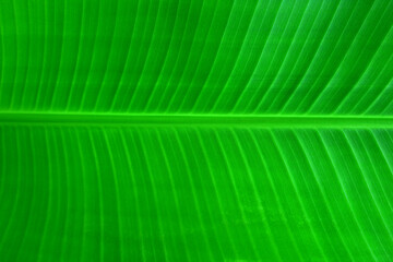 Green banana leaf background for design