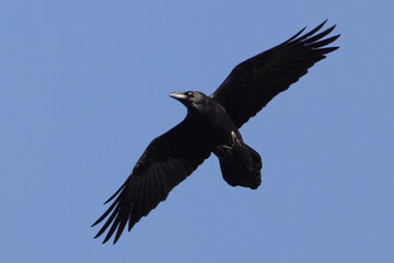 Common raven corvus corax flying with open wings on blue sky background