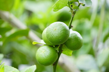 Organic green lemon in the garden.