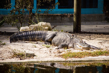 alligator in the everglades