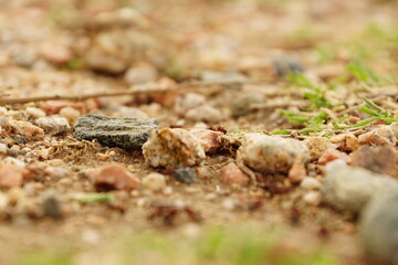 ants on the ground