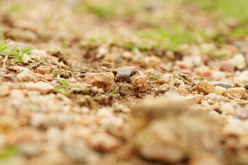 ants on the ground