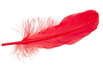 Elegant red feather isolated on the white background
