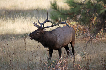 Naklejka na ściany i meble Male elk in the forest - Rocky Mountains National Park, Colorado