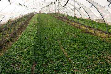 Feldsalat Anbau im Folientunnel, geschützte Balttrosetten  fertig für die Ernte.