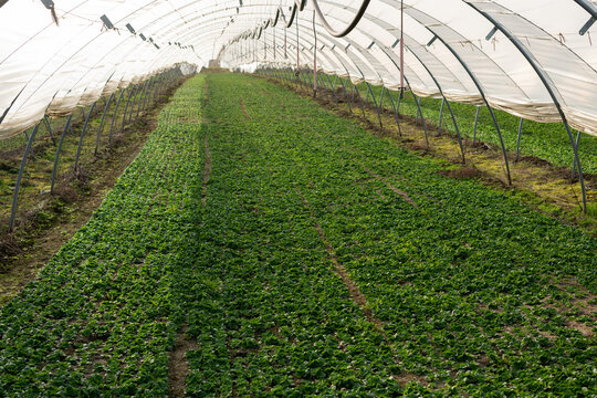 Feldsalat Anbau im Folientunnel, gesch&uuml;tzte Balttrosetten  fertig f&uuml;r die Ernte.