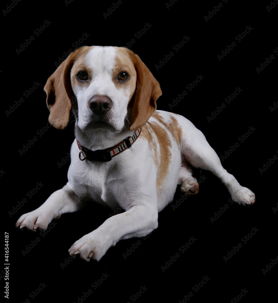 Canvas Prints Beagle 3