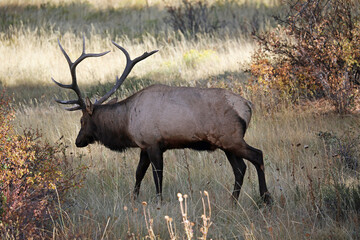 Naklejka na ściany i meble Elk walking - Rocky Mountains National Park, Colorado