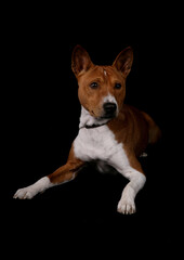 Basenji 2