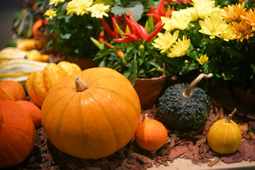 Autumn decorative composition with pumpkins and chrysanthemums - 416544312