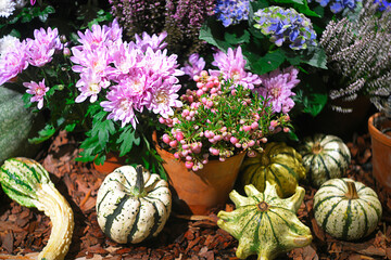 Autumn decorative composition with pumpkins and chrysanthemums - 416544360