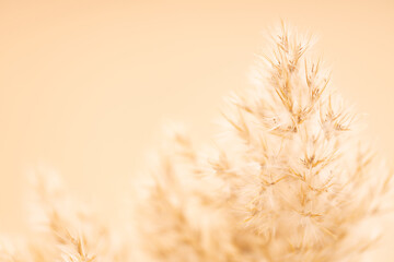 Beautiful dry Pampas plumes flowers on beige background. Selective focus, blurred background.