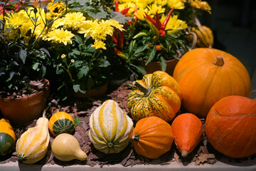 Autumn decorative harvest composition with pumpkins, peppers and chrysanthemums - 416544537