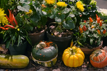 Autumn decorative harvest composition with pumpkins, peppers and chrysanthemums - 416544598