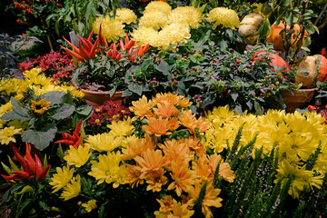 Autumn decorative composition with pumpkins and chrysanthemums - 416544733