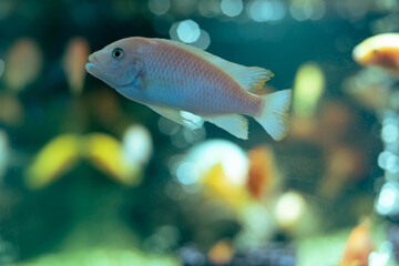 Aquarium fish cichlid in the aquarium. Home breeding