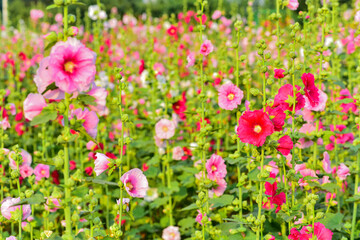 Hollyhocks are in bloom in a park in China's Hebei province