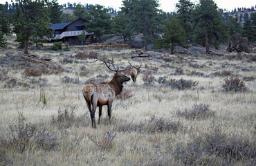 Two male elk - Rocky Mountains National Park, Colorado