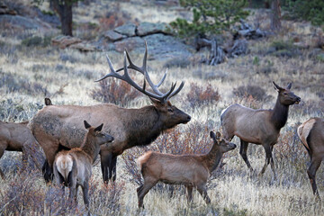 Beautiful herd - Rocky Mountains National Park, Colorado