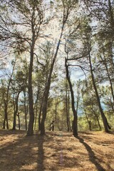 Obraz premium autumn in the park