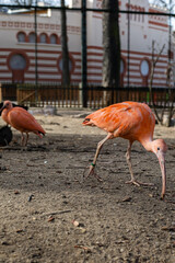 Scarlet ibis on the run in the zoo