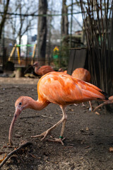 Scarlet ibis on the run in the zoo