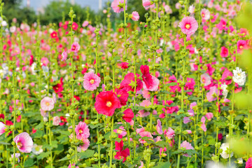 Obraz na płótnie Canvas Hollyhocks are in bloom in a park in China's Hebei province