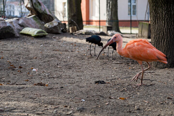 Scarlet ibis on the run in the zoo