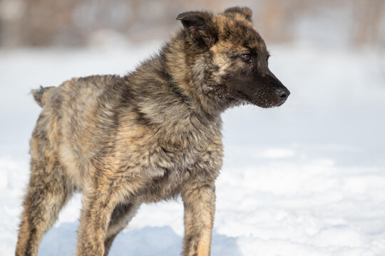 Brindle puppy with limb disease Genu Varum. A dog with crooked front legs. The dog is standing outside in the snow in winter.