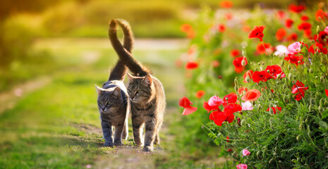 two cute cats in love walk through a green meadow with red poppies and caress a warm summer sunny...