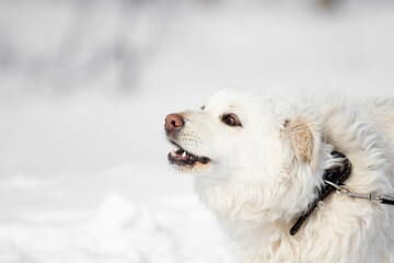 White fluffy dog is not large in size with long hair. A dog with expressive eyes. The dog barks in the winter on the street.